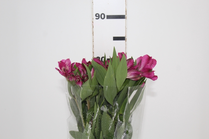 <h4>ALSTROEMERIA REAL 080 CM</h4>