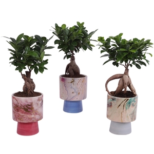 Ficus m. Ginseng Ball Shape Ø12cm in Ø14cm Ceramic FB676