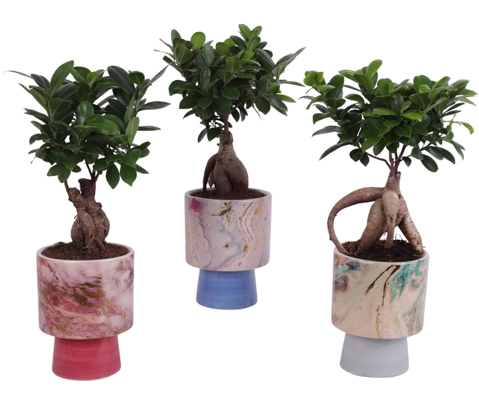 <h4>Ficus m. Ginseng Ball Shape Ø12cm in Ø14cm Ceramic FB676</h4>