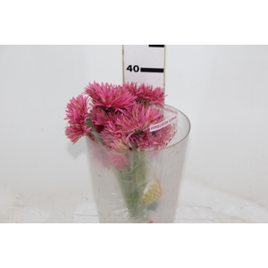 GERBERA PASTINI SOIREE < 050 CM < 10 CM DIAM