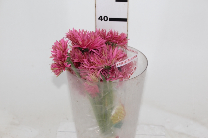 <h4>GERBERA PASTINI SOIREE < 050 CM < 10 CM DIAM</h4>