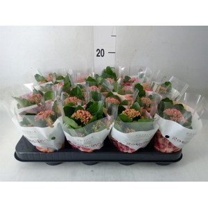 Kalanchoe blos. 'RosDon Victorio'