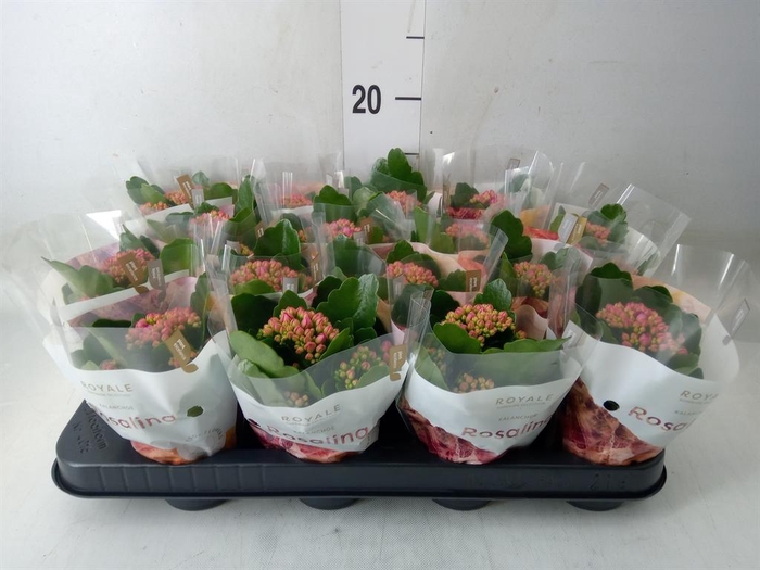 <h4>Kalanchoe blos. 'RosDon Victorio'</h4>