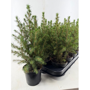 PICEA GL CONICA