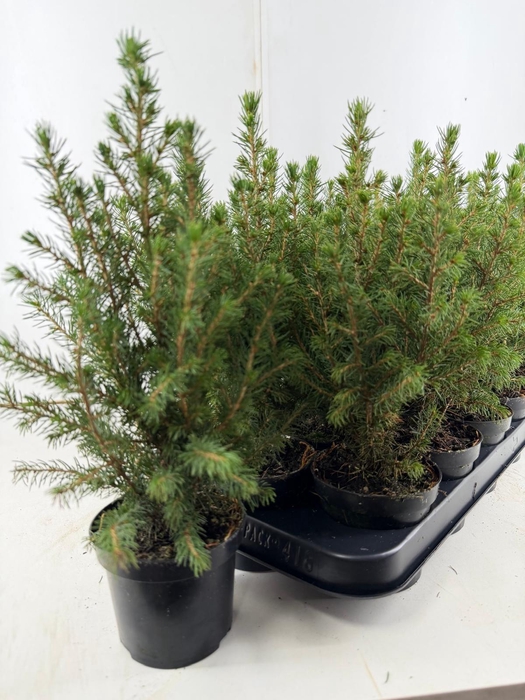 <h4>PICEA GL CONICA</h4>