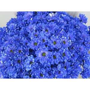 Chr T Bacardi Blauw