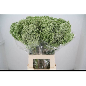 AMMI VIS CASABLANCA