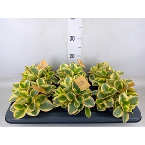Peperomia obt. 'Obtipan Bicolor'