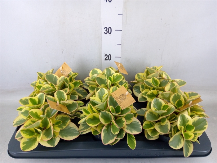 <h4>Peperomia obt. 'Obtipan Bicolor'</h4>