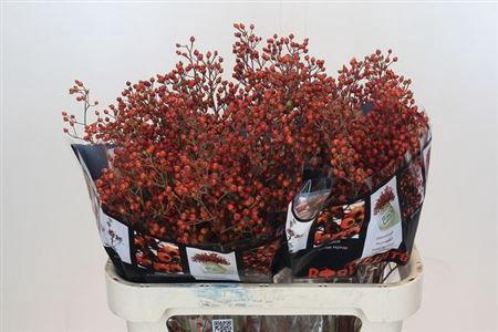 <h4>Rosa Rosefr Elite 80cm</h4>