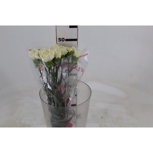 CRAVO PARU 050 CM