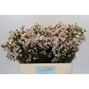Chamelaucium Moonlight Delight