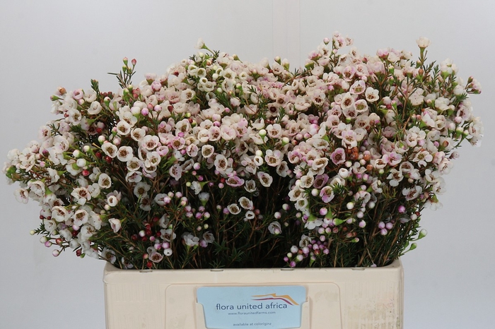 <h4>Chamelaucium Moonlight Delight</h4>