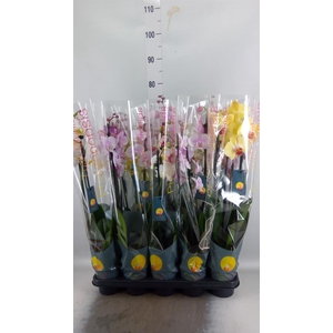 Phalaenopsis   ...mix  7