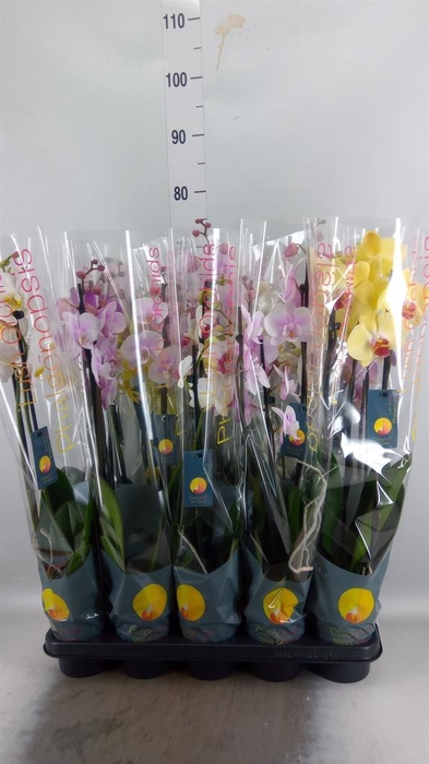 <h4>Phalaenopsis   ...mix  7</h4>