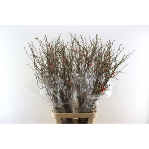 Chaenomeles Superba 130cm