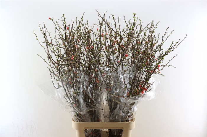 <h4>Chaenomeles Superba 130cm</h4>