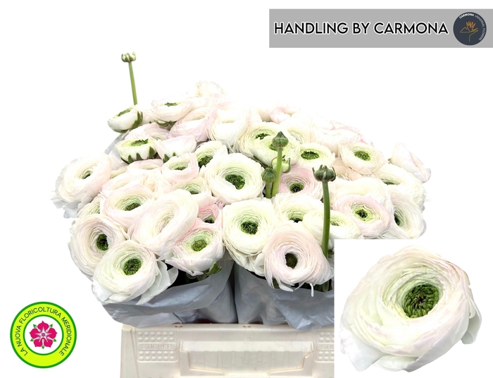 <h4>RANUNCULUS OV</h4>