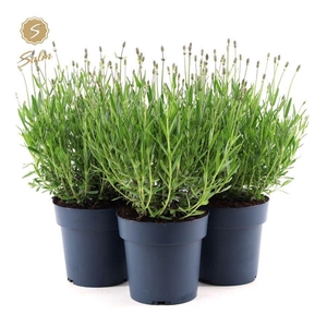 Lavandula ang. 'Felice'® Collection P15