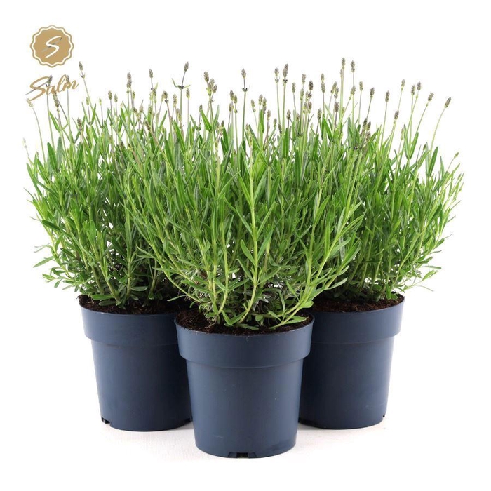 <h4>Lavandula ang. 'Felice'® Collection P15</h4>