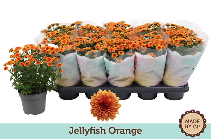 <h4>Chrys Jellyfish Orange</h4>