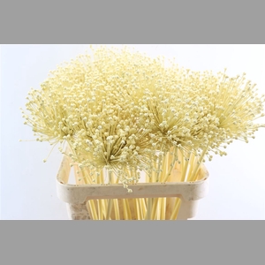 Allium Kbh Butter Geel