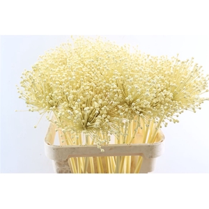 Allium Kbh Butter Yellow P St