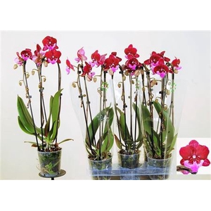 Phal El Cascade