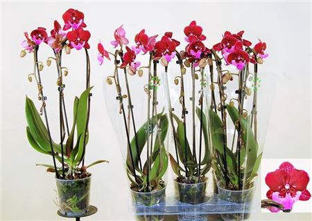 <h4>Phal El Cascade</h4>