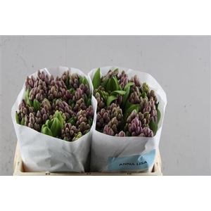 Hyac Anna Liza L (groot)