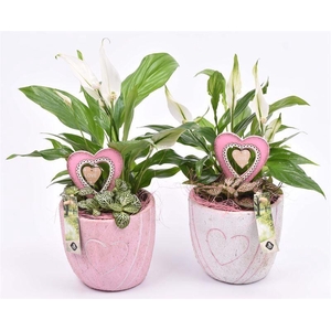 Cement pot met hart decor mix 14cm