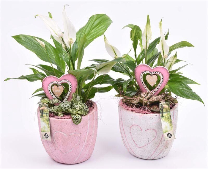 <h4>Cement pot met hart decor mix 14cm</h4>