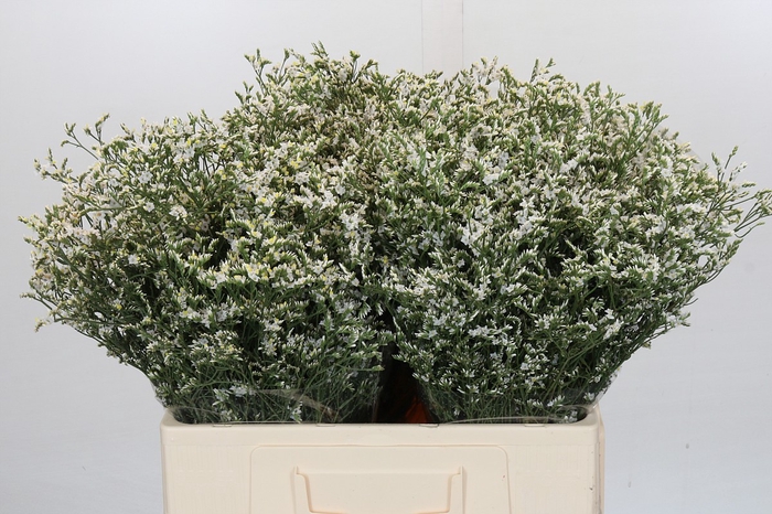 <h4>Limonium China White</h4>