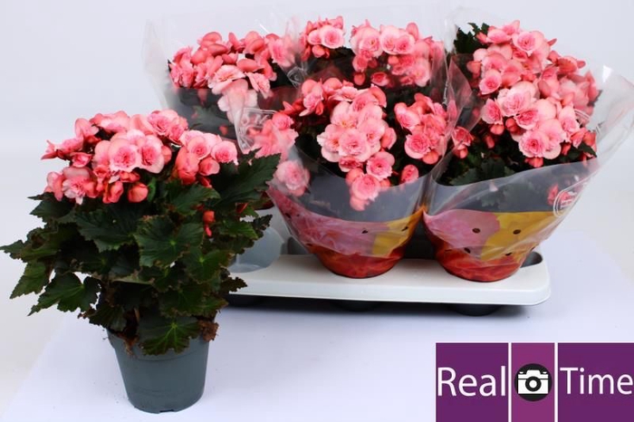 <h4>BEG DU MO 2 JOY PINK</h4>