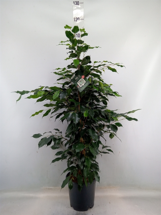 <h4>Ficus benja. 'Danielle'</h4>