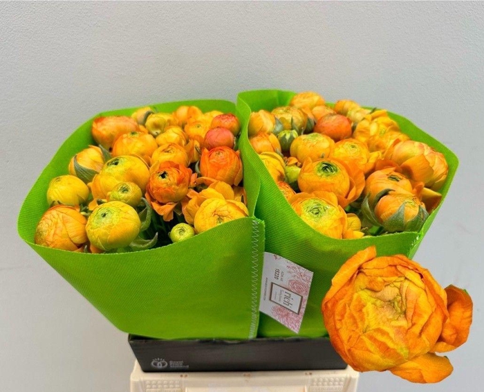 <h4>Ran. Eleg Oranje</h4>