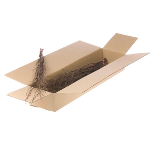 Birch 75cm 5pc Sb Natural