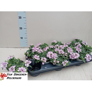 VERBE DRUMS UMBRELLA