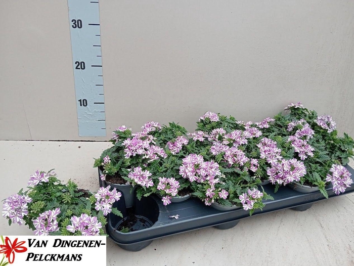 <h4>VERBE DRUMS UMBRELLA</h4>