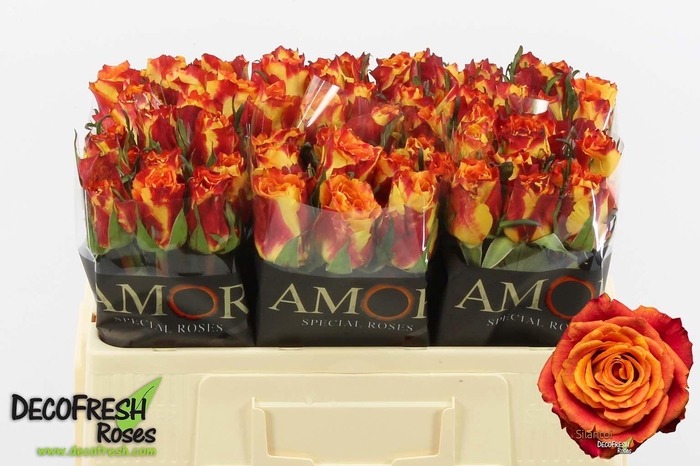 <h4>R Gr Silantoi</h4>