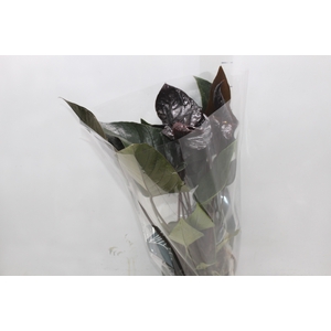 ANTHURIUM BLACK WINNER P17