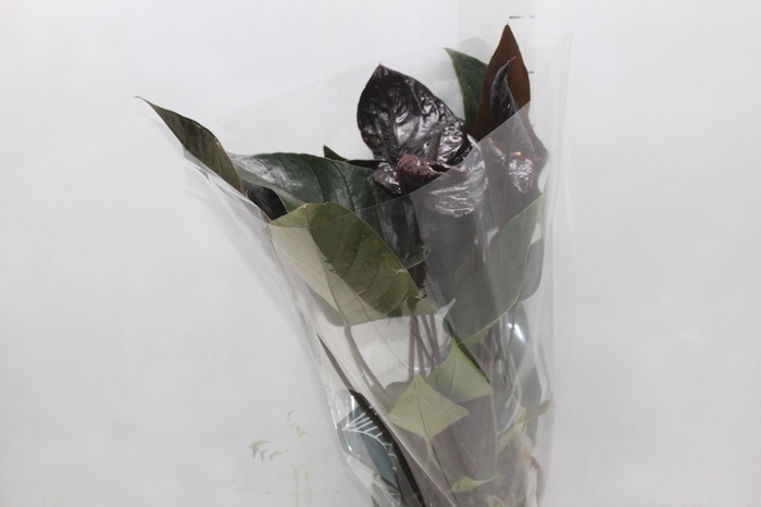 <h4>ANTHURIUM BLACK WINNER P17</h4>
