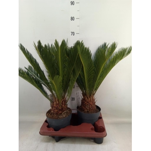 Cycas revoluta