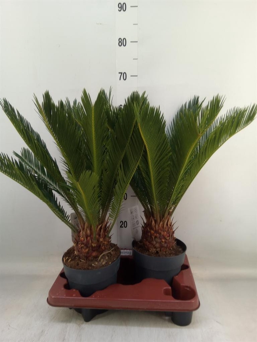 <h4>Cycas revoluta</h4>