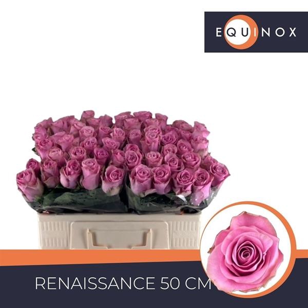 <h4>R GR RENAISSANCE</h4>