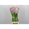 Zantedeschia Eydolls Purple White