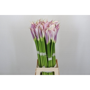 Zantedeschia Eydolls Purple White