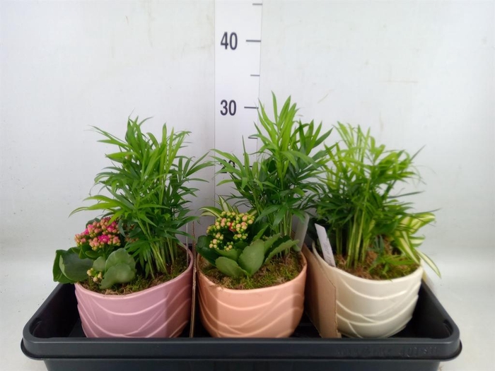 <h4>Arr.    Planten  L%</h4>