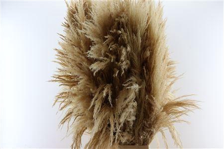 <h4>DRY CORTADERIA SEMI BLEAC</h4>