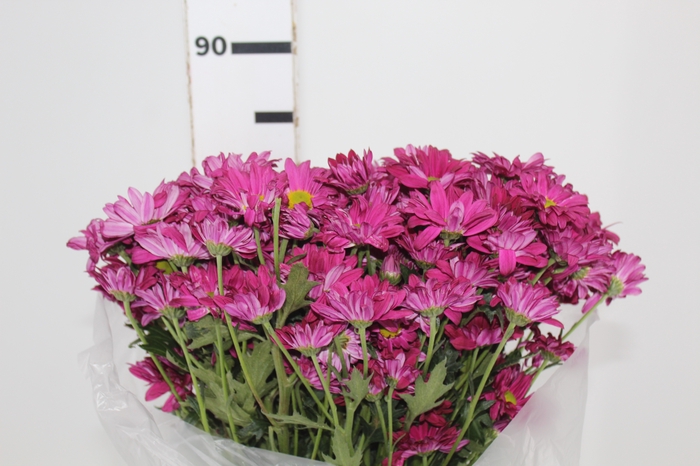 <h4>CRISANTEMO SANTINI SINGER 080 CM</h4>
